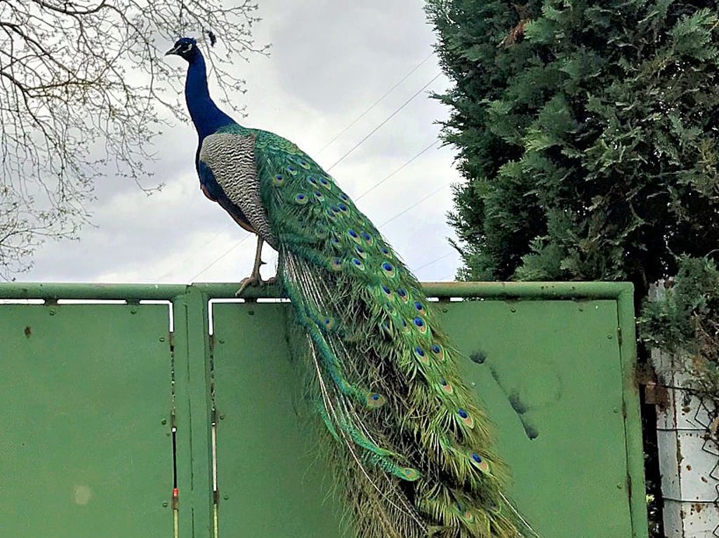 Auf dem Weg zum Angersdorfer Baumarkt kurz hinter der S-Bahndurchfahrt hat eine MZ-Leserin diesen Pfau entdeckt.