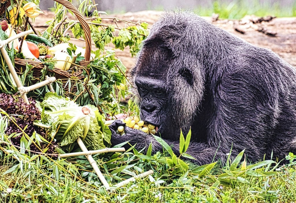 Gorilla Fatou feiert ihren 67. Geburtstag im Zoo Berlin.