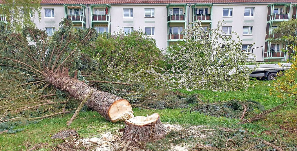 Auch dieser Baum in Sangerhausen Südwest musste weichen.