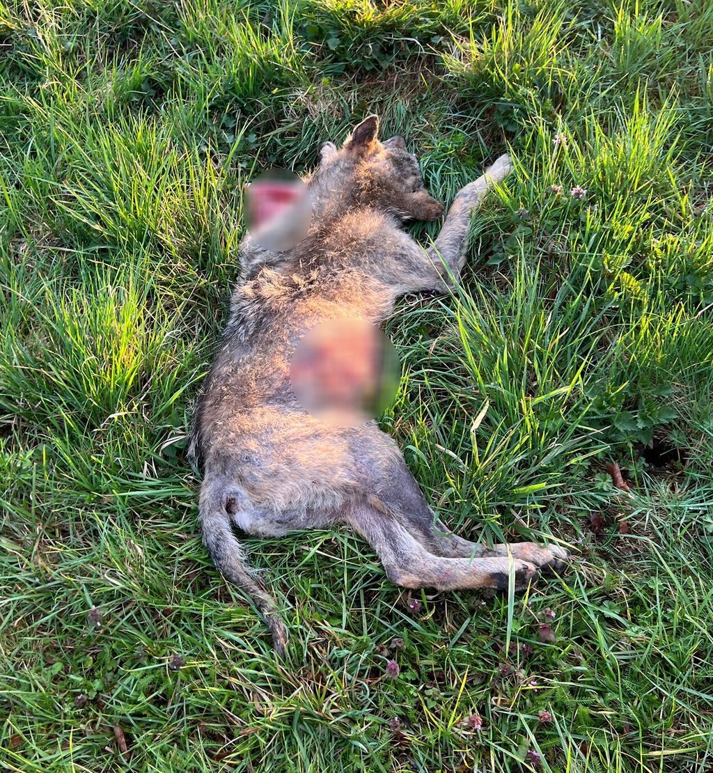 Beim Anfang April bei einem Unfall auf der B 71 zwischen Wiepke und Estedt getöteten Wolf soll es sich nach Angaben eines Jägers, der vor Ort war, um ein Alttier mit Räude-Infektion gehandelt haben.