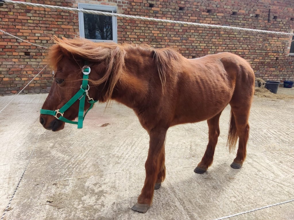 Dieses Pony wurde bei Mieste-Breiteiche gefunden. Der Eigentümer wird gesucht.
