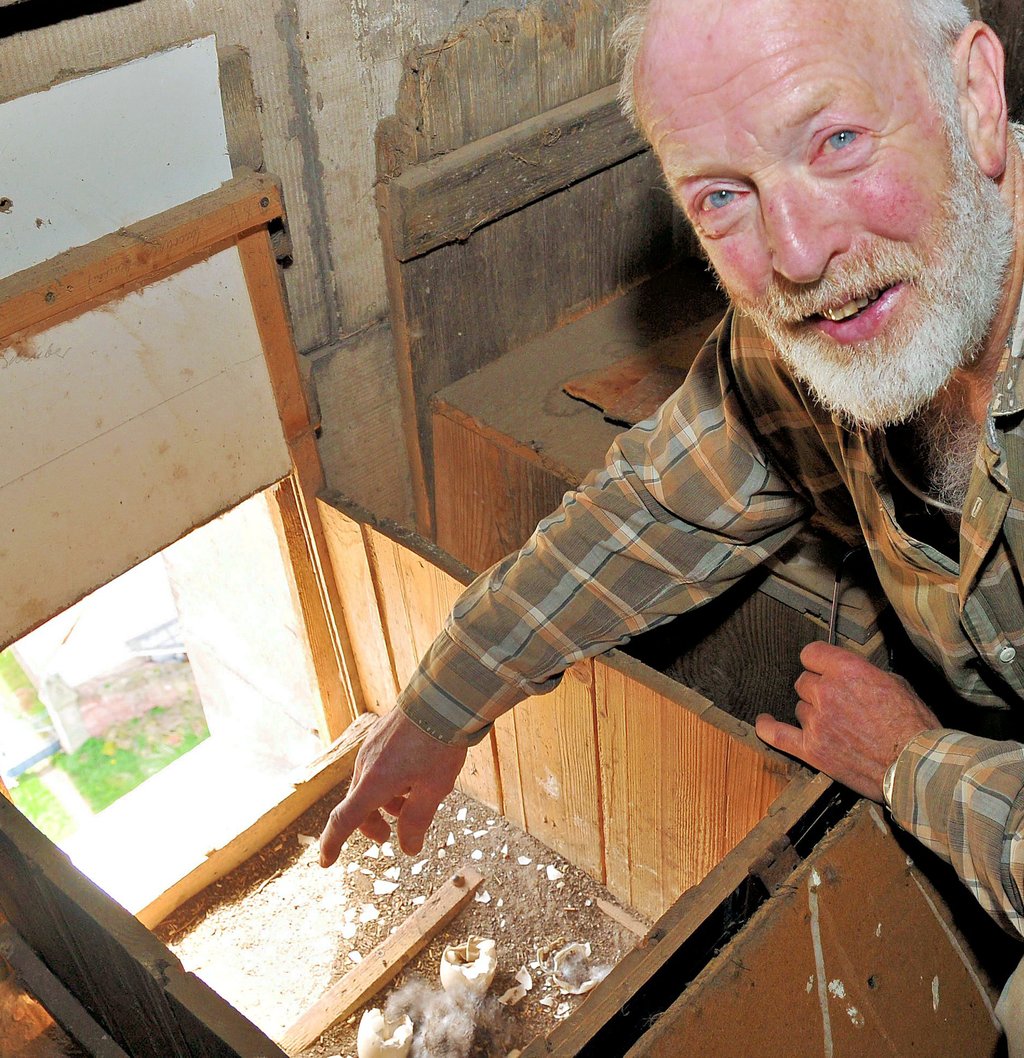 Der Hobby-Ornithologe Gerhard Schröter betreut die Nistkästen im Kirchturm in Berga. In einem Turmfalkenkasten brütete in diesem Jahr eine Nilgans. Das mit sieben Eiern mittelgroße Gelege, war mit Dunen gepolstert.