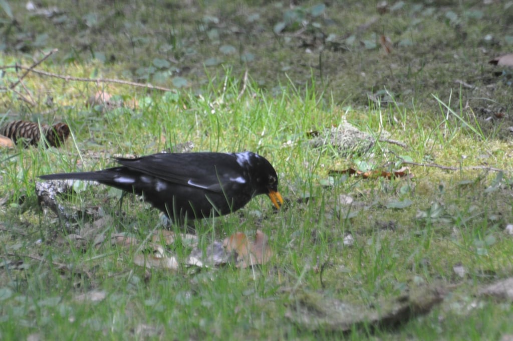 Hier ist ein sogenannter „Amsel-Weißling“, eine Amsel mit weißen Flecken, zu sehen. Farbanomalien kommen weltweit und bei vielen Vogelarten vor, vor allem die schwarz gefärbten Arten fallen auf.
