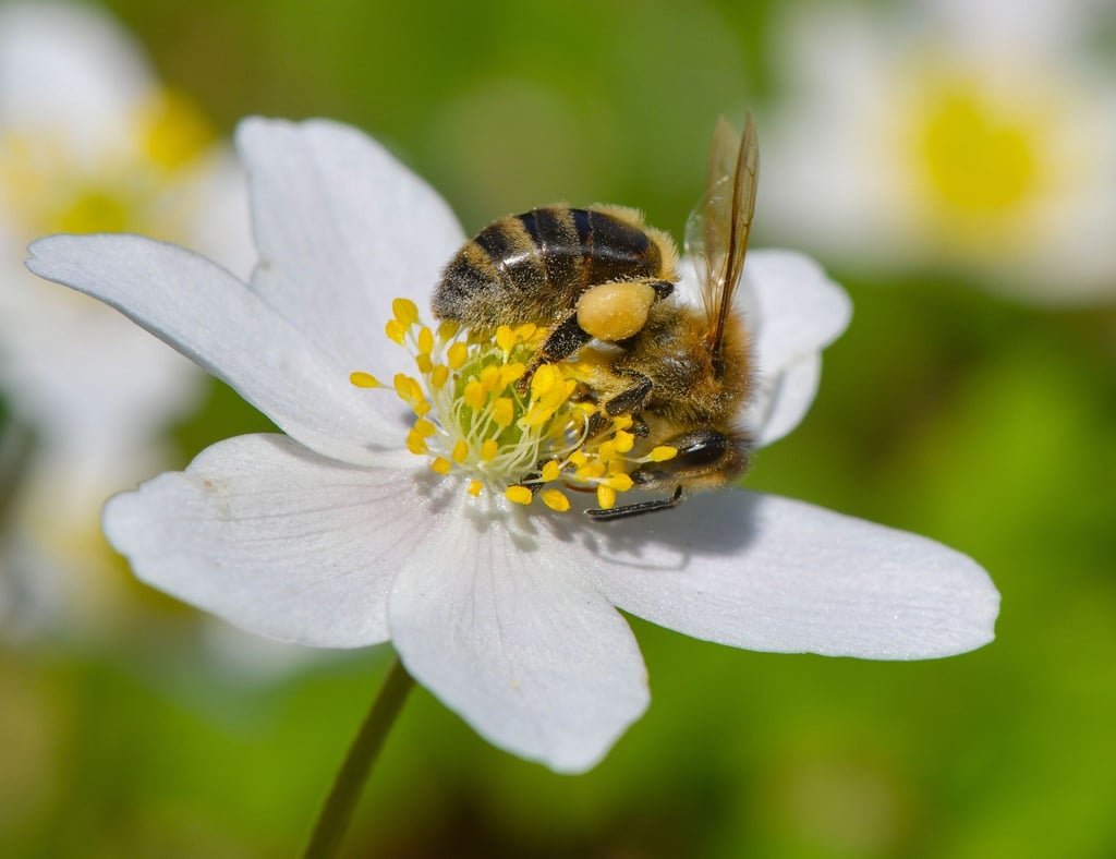 Eine Biene sucht Blütenpollen auf einem Buschwindröschen (Anemone nemorosa) im Schlosspark.