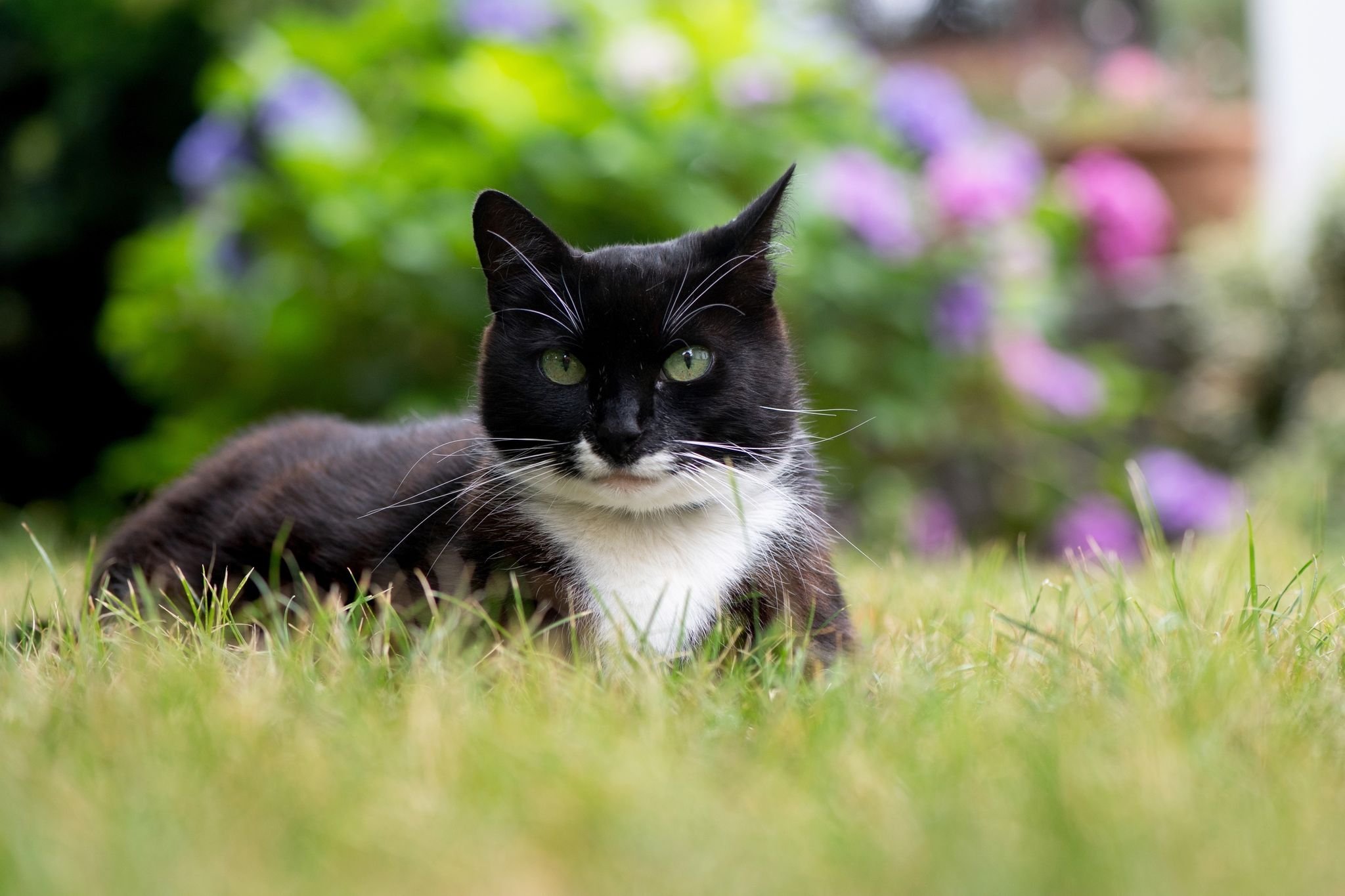 Tiere: Tierschützer Warnen Vor Katzenschwemme