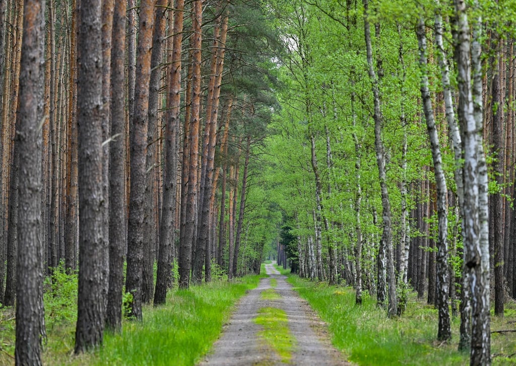 Ein Wald mit Kiefern und Birken.