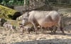 Die Warzenschweine im Magdeburger Zoo haben dreifachen Nachwuchs bekommen.