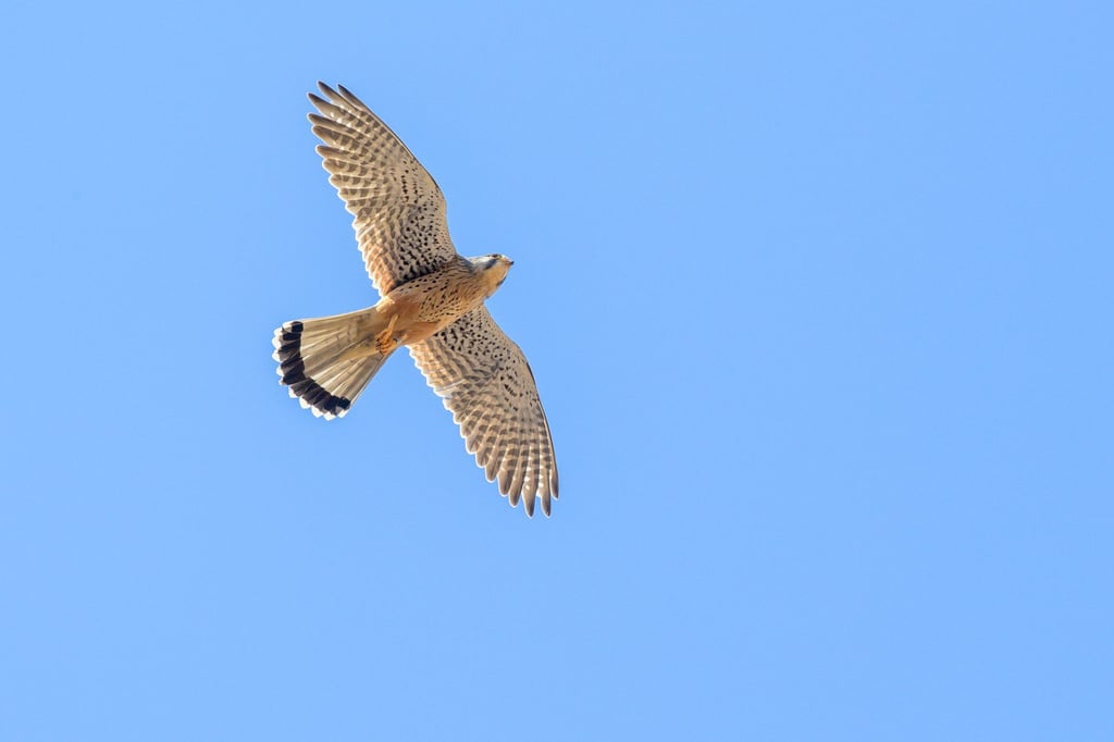 Ein Turmfalke fliegt am Himmel über dem Schloss Köthen.