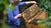 Imkerin Marion Loeper hält eine Brutwabe mit Honigbienen aus einem Bienenstock in den Händen.