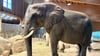 Die afrikanische Elefantenkuh Sweni zieht von Wuppertal in den Zoo Magdeburg.