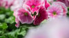 Frühlingsblüher: Primeln (Primula) bevorzugen einen kühlen Standort.
