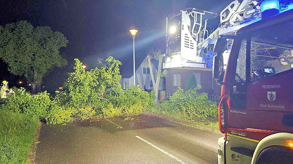 Sturmböen rissen einen Baum in der Jersleber Straße in Elbeu um, die Feuerwehr musste die Fahrbahn wieder frei machen.