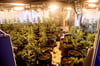 Zahlreiche Cannabispflanzen stehen 2024 in einem ehemaligen Kühlhaus in Niedersachsen, das von der Polizei im Rahmen einer Razzia geöffnet wurde. Auch in Salzwedel entdeckten die Ordnungshüter eine Cannabisplantage.