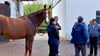 Am Informationstag dreht sich in Drebsdorf alles  um  Pferde. 