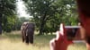 Begehrtes Fotomotiv auf Safari: ein Elefant im Liwonde National Park.