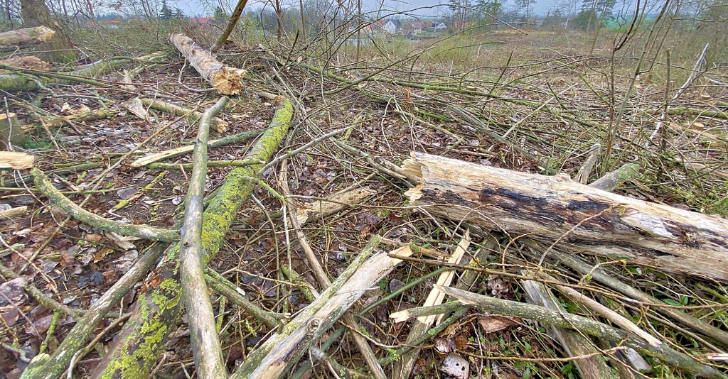 Es gibt Knatsch in Ströbeck wegen der Baumfällungen neben dem Sportplatz.