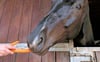 Weil eine Pferdebesitzerin ihr Tier außerhalb der Fütterungszeiten versorgte, soll sie der Stallpächter mit einem Eimer geschlagen haben.
