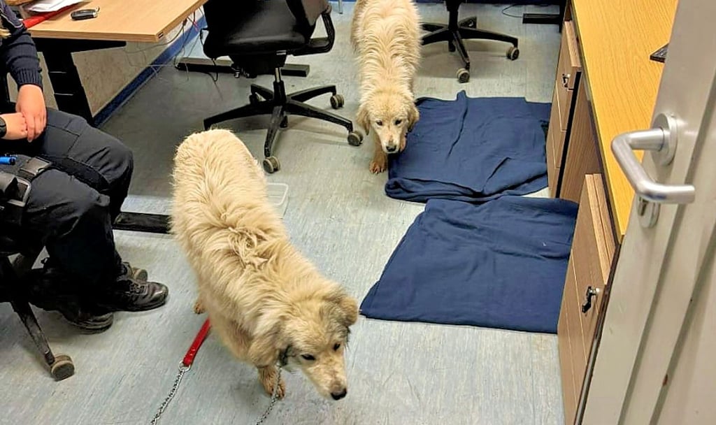 Polizisten in Oschersleben kümmern sich um zwei herrenlose Hunde.