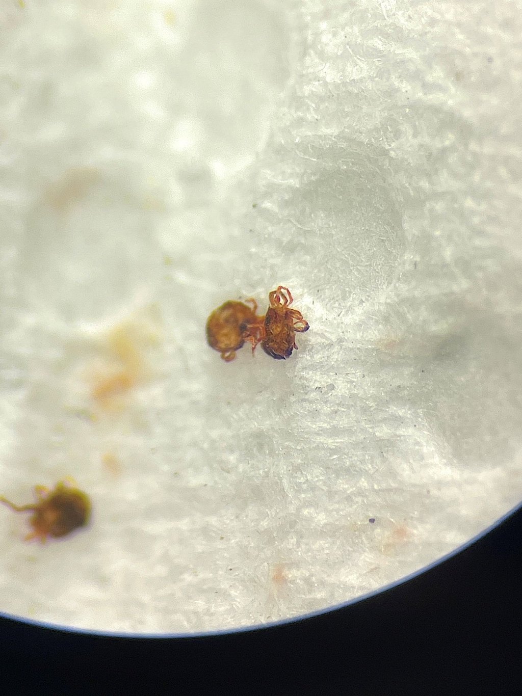 Aufnahme einer Milbe, die zu den Spinnentieren gehören.