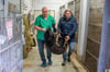 Zoo-Tierarzt Jens Thielebein (l.) und Tierparkchef Jan Bauer bereiten den betäubten Kragenbär Franz  für den Abtransport vor. 