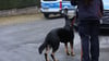 Immer wieder kommt es zu Zwischenfällen und Beißattacken von Hunden. Jetzt hat ein Schäferhund eine Seniorin im Harzkreis schwer verletzt.  