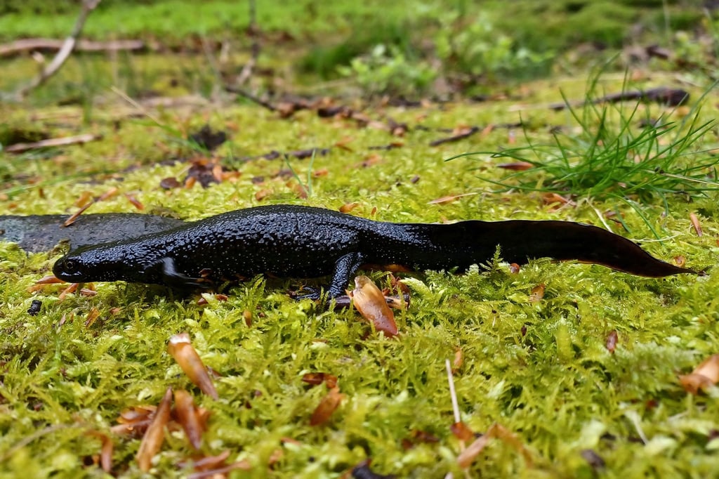 Im Nationalpark Harz sind erstmals Exemplare des streng geschützten Nördlichen Kammmolchs gefunden worden.