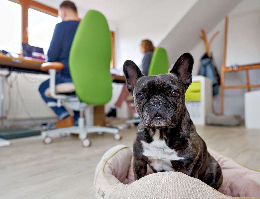 Kollegen mit der kalten Schnauze: In der Magdeburger Stadtverwaltung dürfen Hunde unter bestimmten Voraussetzungen mit ins Büro. Dies soll unter anderem für eine bessere Arbeitsatmosphäre sorgen.