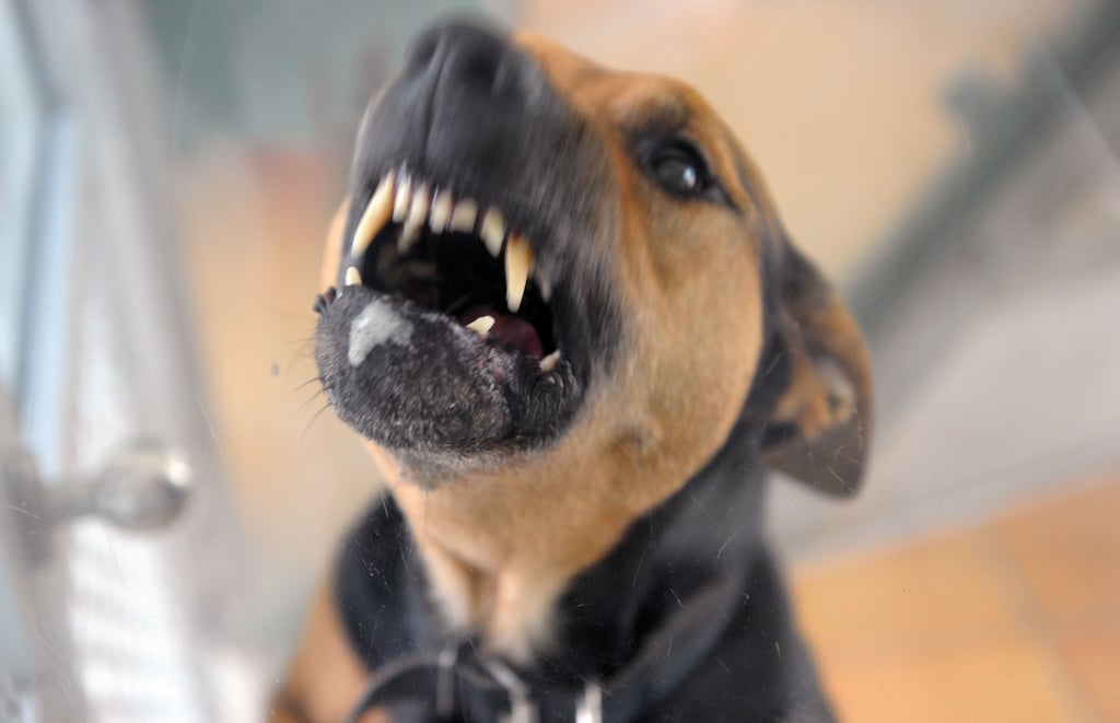 Ein Hund hat im Harz eine 80-Jährige schwer verletzt.