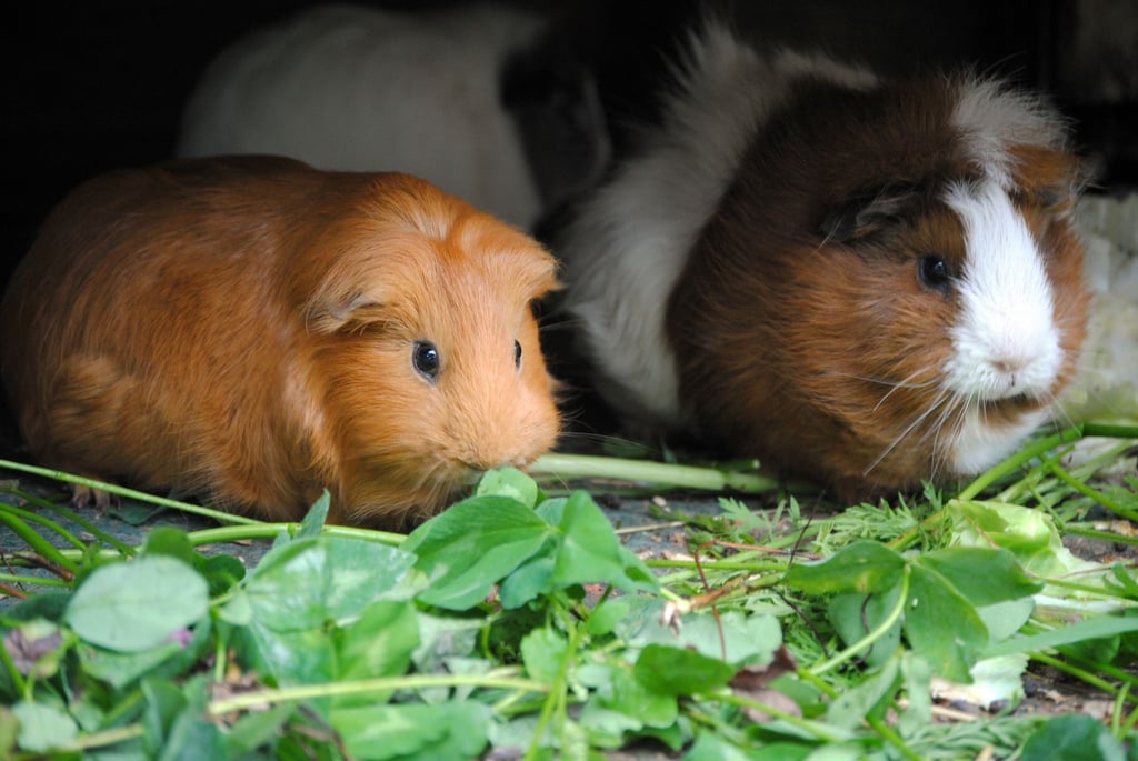 Eine bunte Salat- und Kräutermischung ist für Meerschweinchen ein regelrechtes Festessen.