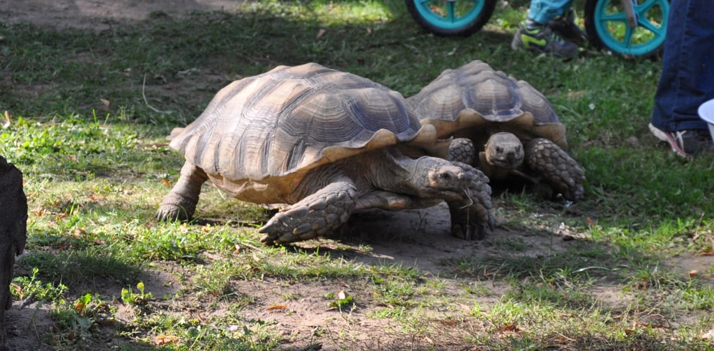 Schildkröten Tom und Jerry in Zabakuck.