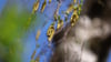 Birkenpollen hängen an einer Birke bei blauem Himmel und Sonnenschein.