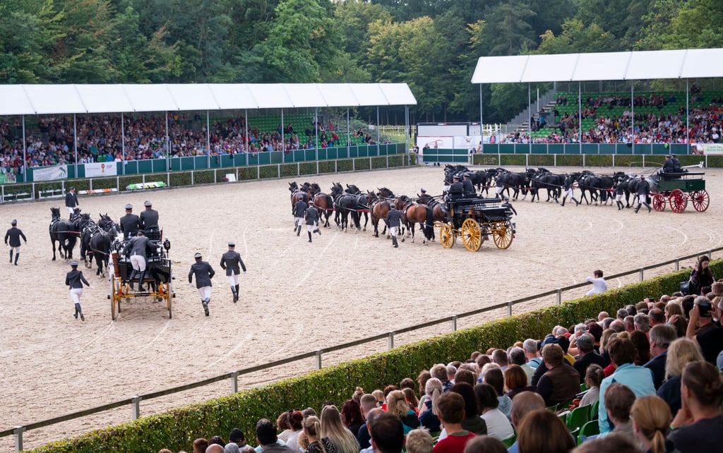 Schwere Warmblüter in Zehnerzügen zeigen ihr Können während der traditionellen Hengstparade auf dem Hengstparadeplatz des Landgestütes Moritzburg nördlich von Dresden. Die erste Hengstparade fand hier 1924 statt.