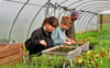 Christiane Hanff und  Praktikantin Viktoria Metz sowie Timo Klöckner (v. l.) bereiten die Jungpflanzen vor für den Tag der offenen Gärtnerei auf dem Gemüsehof Naderkau (Kemberg).