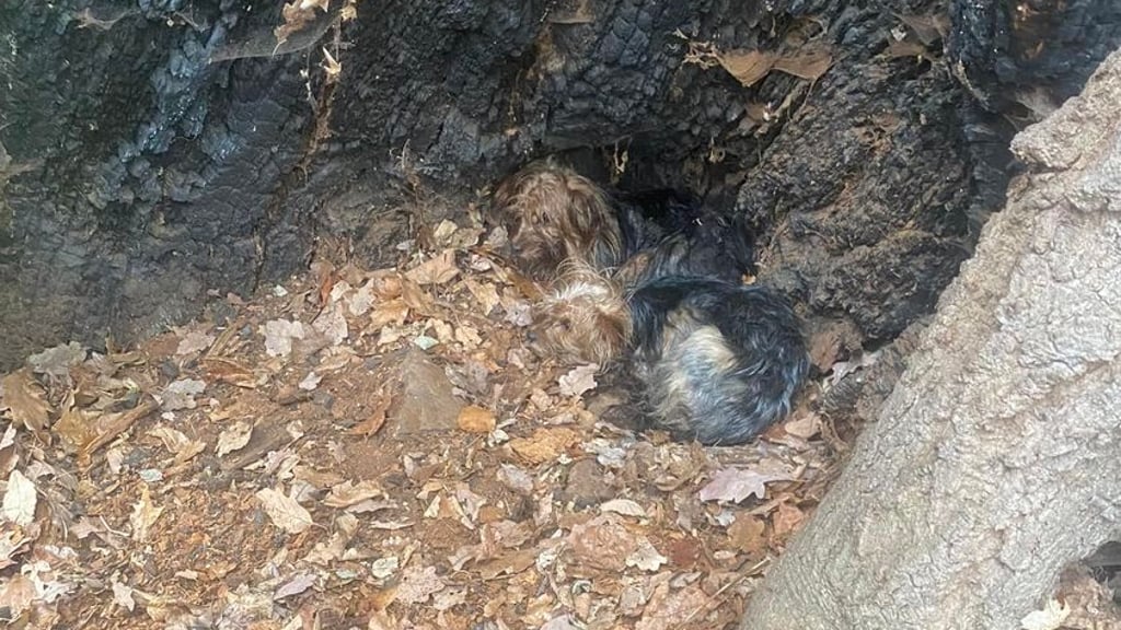 In einem hohlen Baum in den Spiegelsbergen Halberstadts wurden zwei der drei Hundewelpen gefunden.