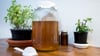 Kombucha besteht aus fermentiertem Tee. Das Getränk soll gesundheitsfördernd sein, doch wissenschaftlich nachgewiesen wurde diese Wirkung bislang nicht.