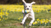 Ein Labrador-Retriever-Mischling rennt über eine Wiese.