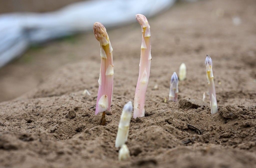 Spargelspitzen wachsen auf einem Feld vom Spargel- und Erlebnishof Klaistow aus der Erde.
