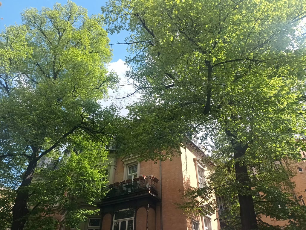 Diese zwei uralten Linden in der Georg-Cantor-Straße sollen gefällt werden