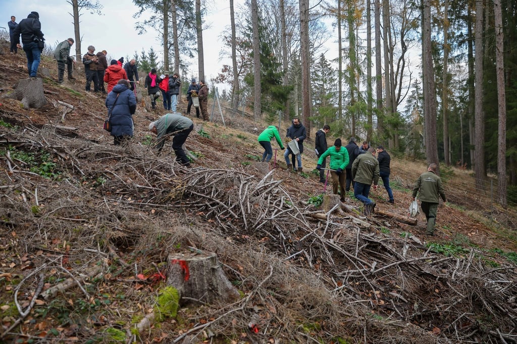 Zahlreiche Menschen pflanzen 300 Eichen auf dem Karlshügel.