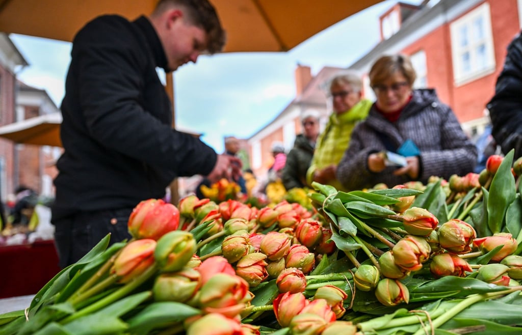 Bunte Tulpensträuße werden auf dem Tulpenfest im Holländischen Viertel verkauft.