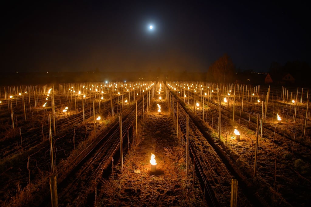 Zahlreiche kleine kontrollierte Feuer gegen den Frost brennen in einem Weinberg.