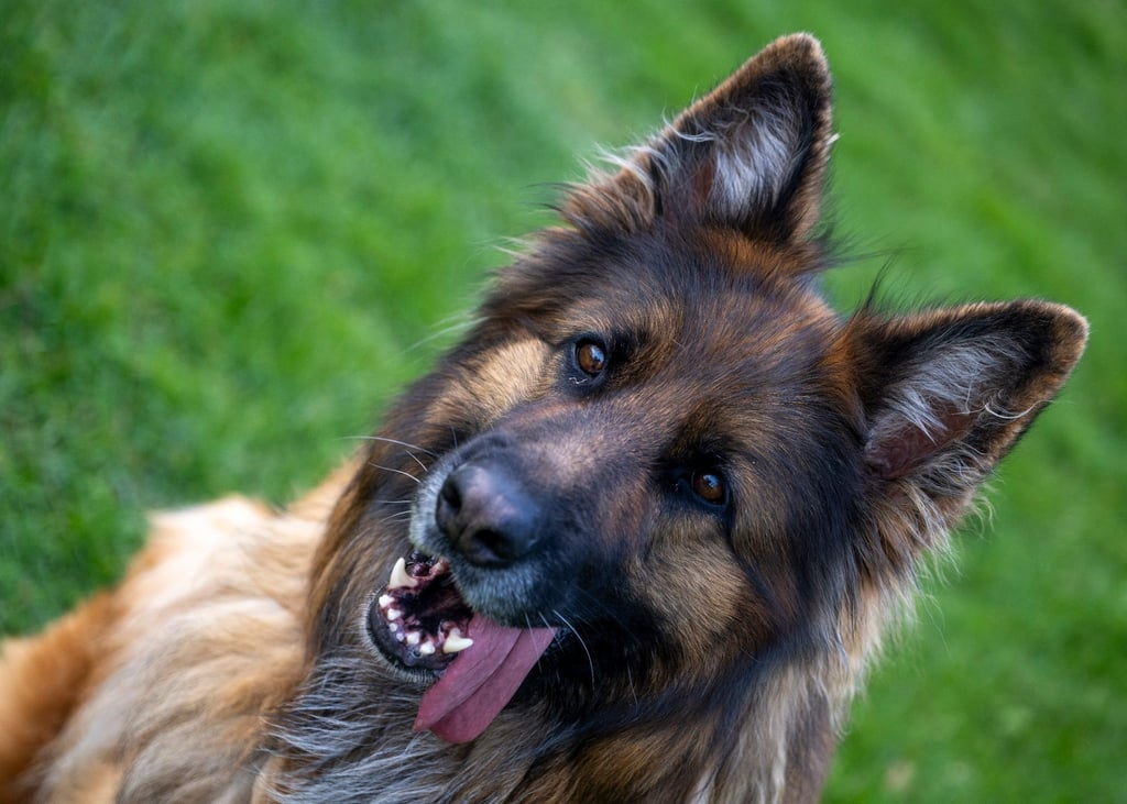 Ein Deutscher Schäferhund auf dem Übungsplatz des Schäferhundvereins Lauingen.