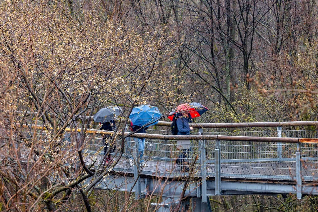 Besucher gehen zum Start der Hauptsaison bei Regenwetter mit Schirmen über den Baumkronenpfad im Nationalpark Hainich.