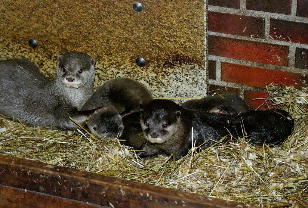 Das Zwergotter-Paar Jacky und Emil mit seinem Nachwuchs im Tierpark Neumünster.