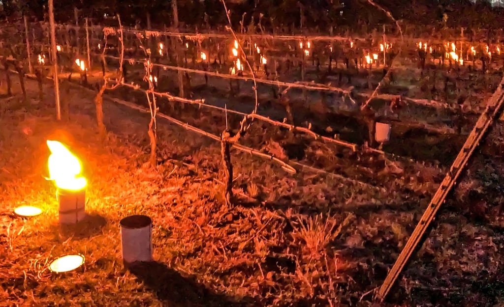 Einen nicht alltäglichen Anblick hat der Weinberg am Lästerberg bei Westerhausen in der Nacht zum Dienstag geboten: Die Wärme der brennenden Frostschutzkerzen soll helfen, die empfindlichen Triebe zu schützen.