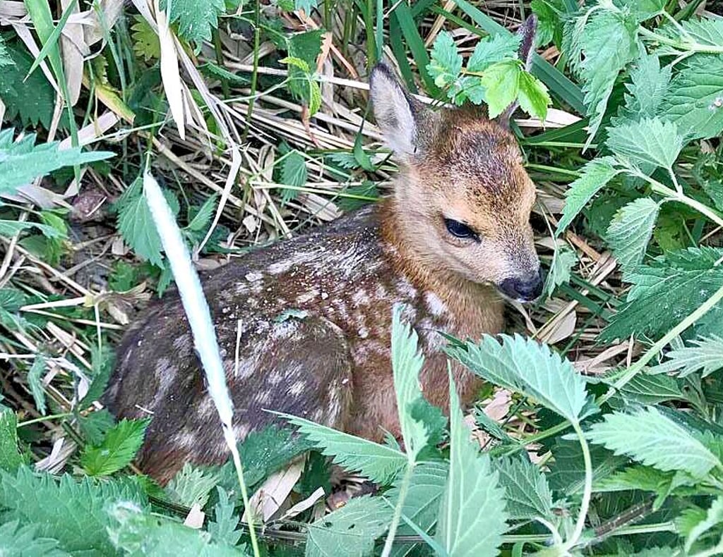 Die Rehkitze würden bei der Grasmahd ums Leben kommen. Um sie zu retten, gelangen vermehrt Drohnen mit Wärmebildkamera zum Einsatz. Jetzt auch in der Jagdgenossenschaft und in der Jägerschaft Havelberg.