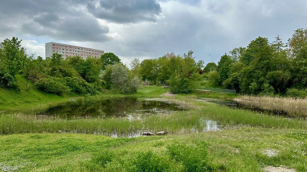Biotop ist vermüllt und aus Regenwasser von Plattenbau