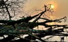 Mystisch und traurig zugleich: Das Winterhochwasser hat diesen großen Baum an der Südspitze des Stadtparks Rotehorn entschärft.