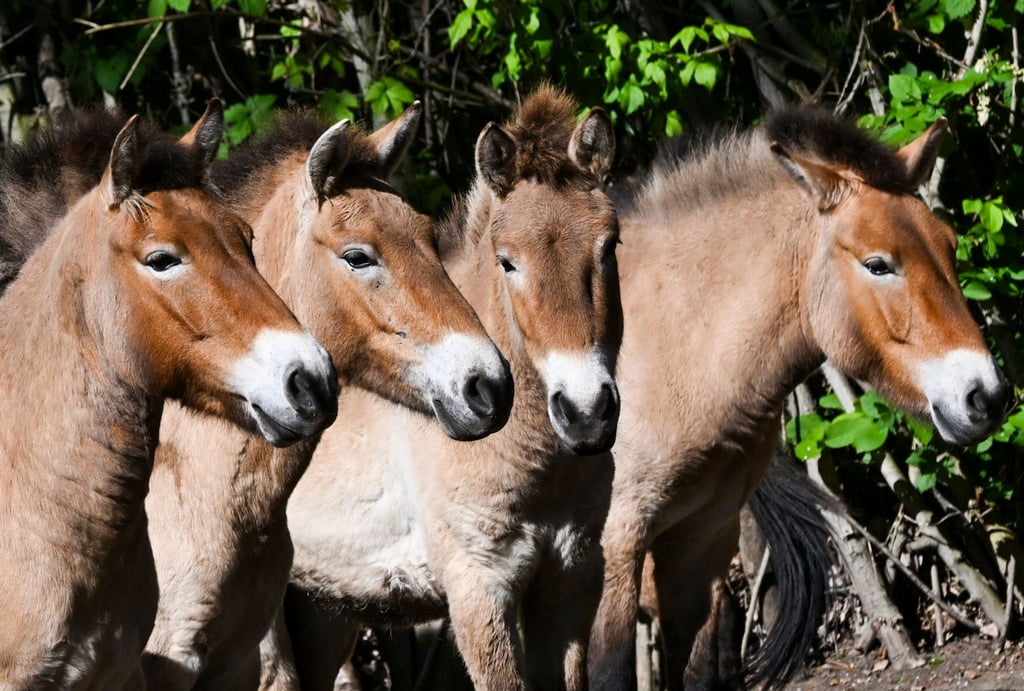 Vier Przewalskipferde stehen im Gehege im Tierpark Berlin.