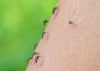 Die Mücken der Gattung Aedes sind auch in Sachsen-Anhalt verbreitet. Aedes ist altgriechisch und bedeutet "unangenehm" oder "lästig".